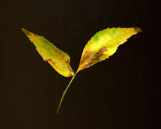 Leaf2